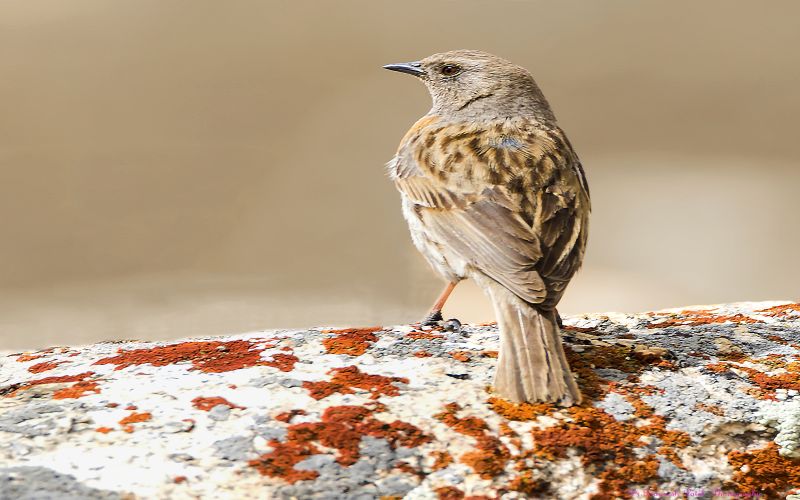 Robin Accentor